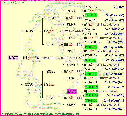 Pedigree of IN075 :
four generations presented