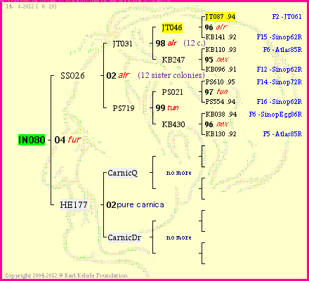 Pedigree of IN080 :
four generations presented