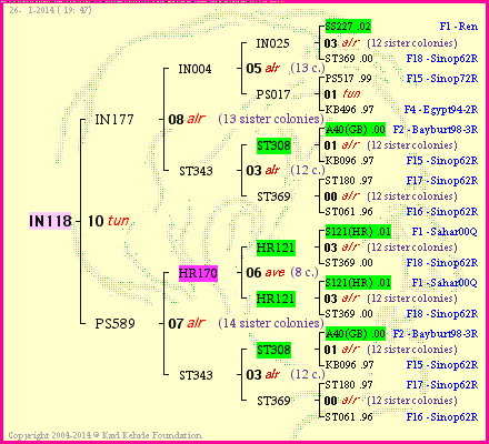 Pedigree of IN118 :
four generations presented