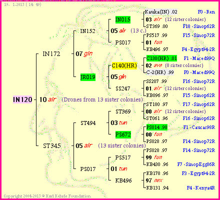 Pedigree of IN120 :
four generations presented