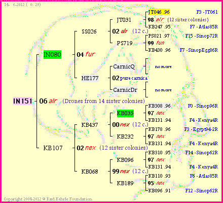 Pedigree of IN151 :
four generations presented