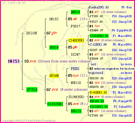 Pedigree of IN151 :
four generations presented