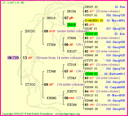 Pedigree of IN159 :
four generations presented<br />it's temporarily unavailable, sorry!