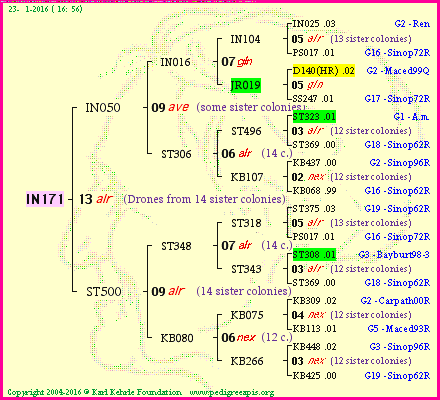 Pedigree of IN171 :
four generations presented<br />it's temporarily unavailable, sorry!