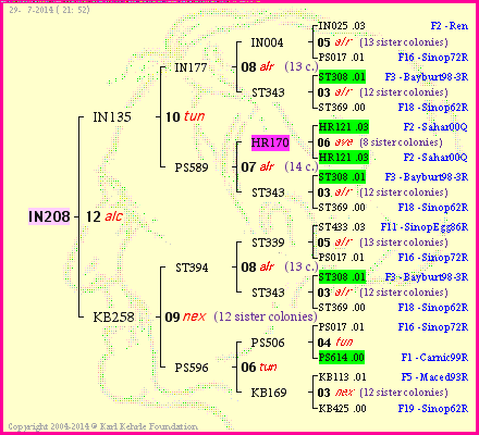 Pedigree of IN208 :
four generations presented