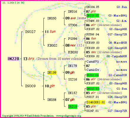 Pedigree of IN228 :
four generations presented