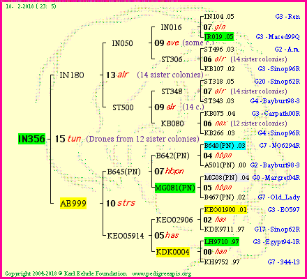 Pedigree of IN356 :
four generations presented