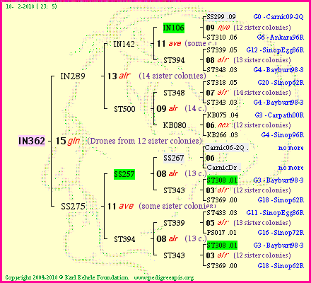 Pedigree of IN362 :
four generations presented