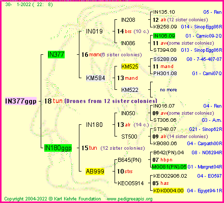 Pedigree of IN377ggp :
four generations presented
it's temporarily unavailable, sorry!