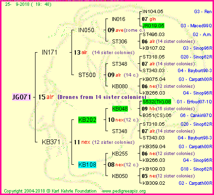 Pedigree of JG071 :
four generations presented<br />it's temporarily unavailable, sorry!