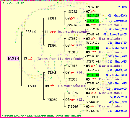 Pedigree of JG514 :
four generations presented