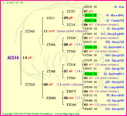 Pedigree of JG514 :
four generations presented
