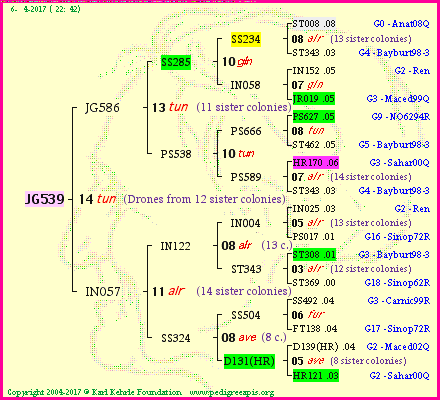 Pedigree of JG539 :
four generations presented<br />it's temporarily unavailable, sorry!