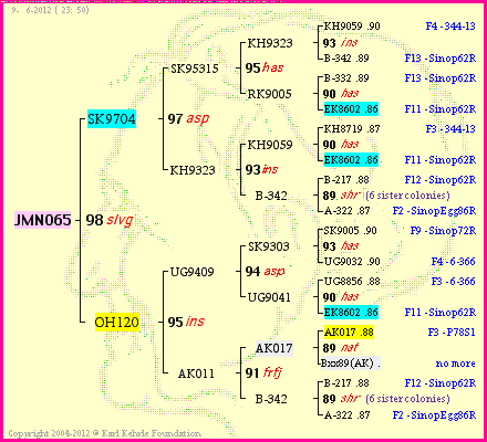 Pedigree of JMN065 :
four generations presented