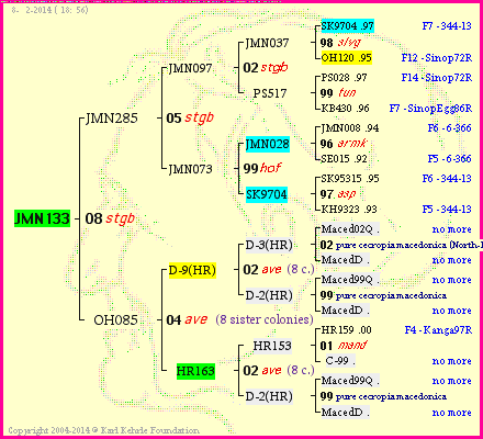 Pedigree of JMN133 :
four generations presented