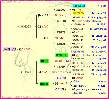 Pedigree of JMN173 :
four generations presented