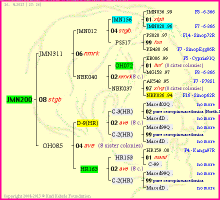 Pedigree of JMN200 :
four generations presented