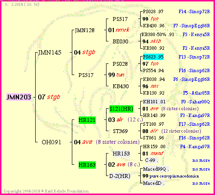 Pedigree of JMN203 :
four generations presented