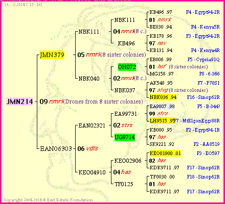 Pedigree of JMN214 :
four generations presented