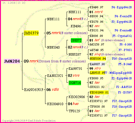 Pedigree of JMN284 :
four generations presented