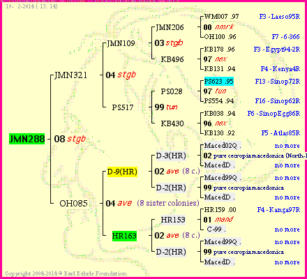 Pedigree of JMN288 :
four generations presented