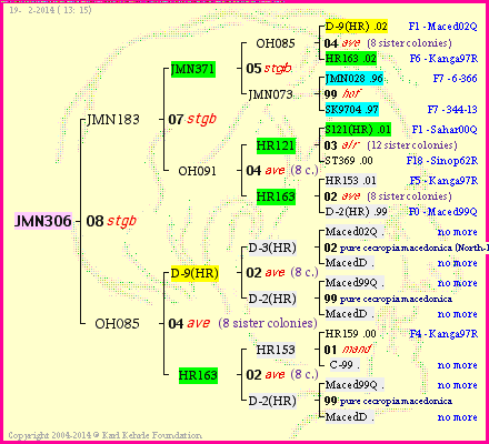 Pedigree of JMN306 :
four generations presented