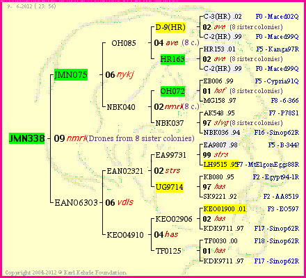 Pedigree of JMN338 :
four generations presented