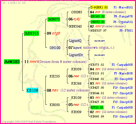 Pedigree of JMN383 :
four generations presented