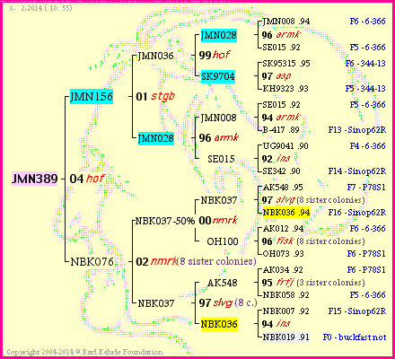 Pedigree of JMN389 :
four generations presented