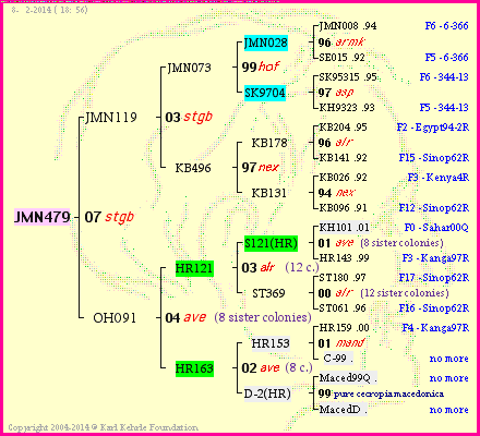 Pedigree of JMN479 :
four generations presented