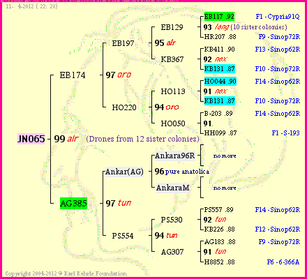 Pedigree of JN065 :
four generations presented