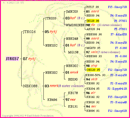 Pedigree of JTR037 :
four generations presented