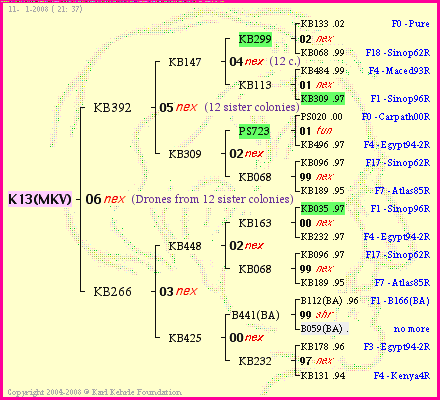 Pedigree of K13(MKV) :
four generations presented