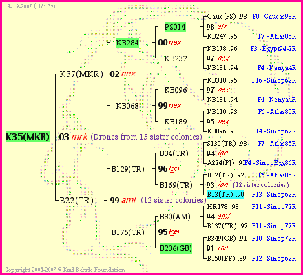 Pedigree of K35(MKR) :
four generations presented