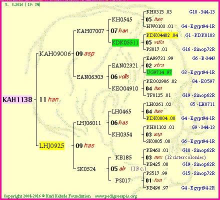 Pedigree of KAH1138 :
four generations presented