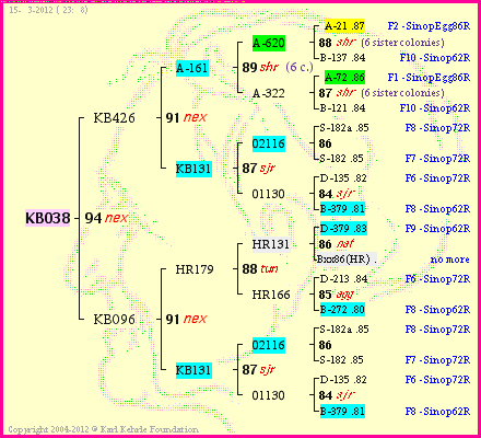 Pedigree of KB038 :
four generations presented