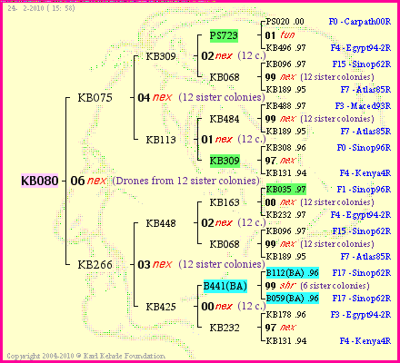 Pedigree of KB080 :
four generations presented