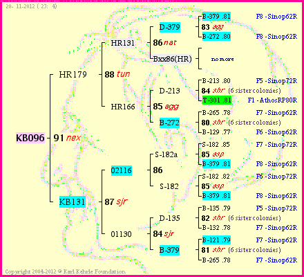 Pedigree of KB096 :
four generations presented