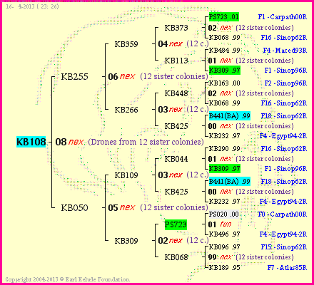 Pedigree of KB108 :
four generations presented