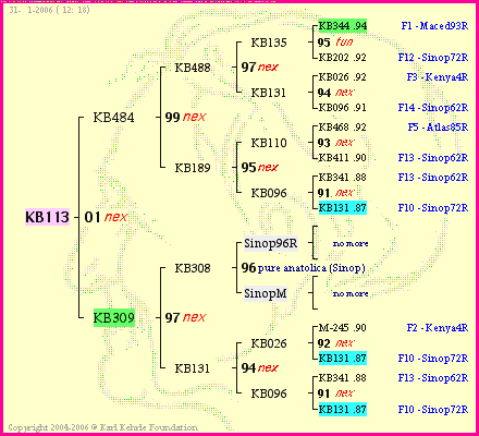 Pedigree of KB113 :
four generations presented