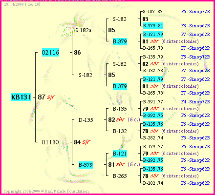 Pedigree of KB131 :
four generations presented