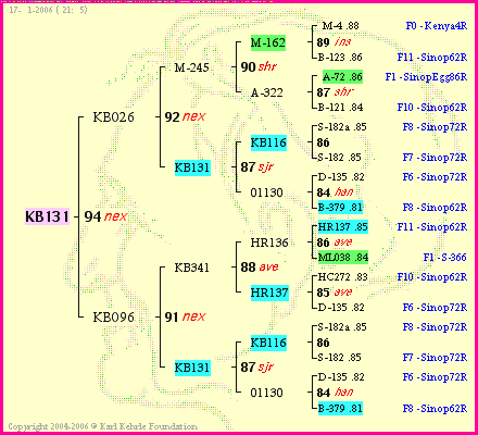 Pedigree of KB131 :
four generations presented