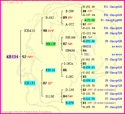 Pedigree of KB134 :
four generations presented