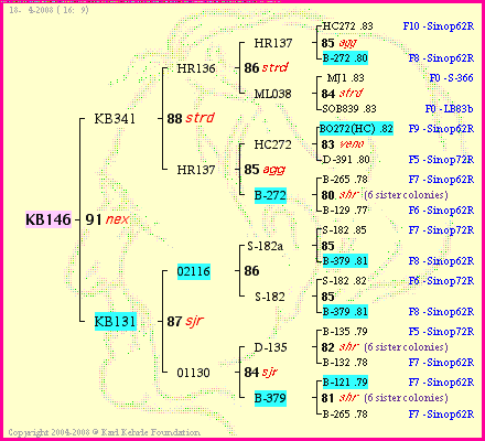 Pedigree of KB146 :
four generations presented