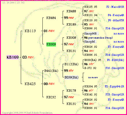 Pedigree of KB169 :
four generations presented
it's temporarily unavailable, sorry!