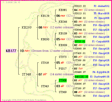 Pedigree of KB177 :
four generations presented
it's temporarily unavailable, sorry!