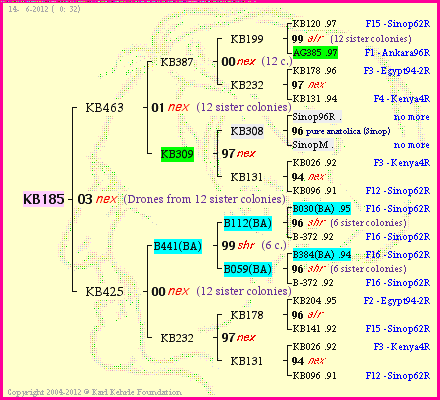 Pedigree of KB185 :
four generations presented