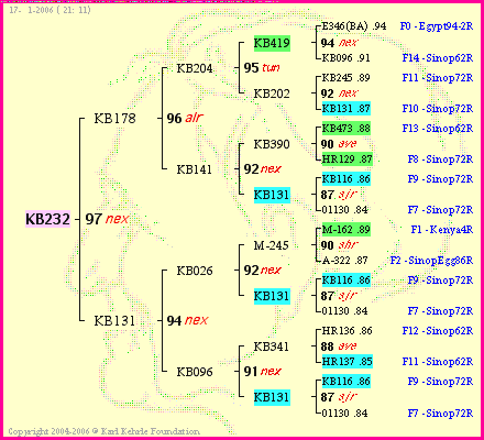 Pedigree of KB232 :
four generations presented