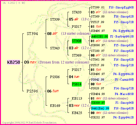 Pedigree of KB258 :
four generations presented