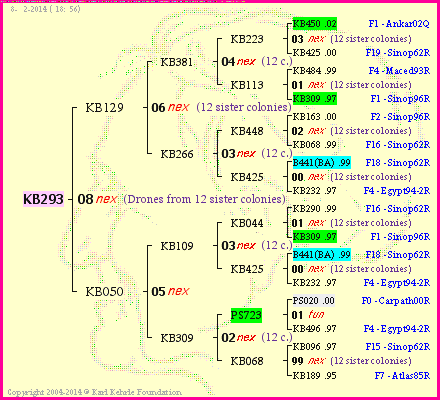 Pedigree of KB293 :
four generations presented